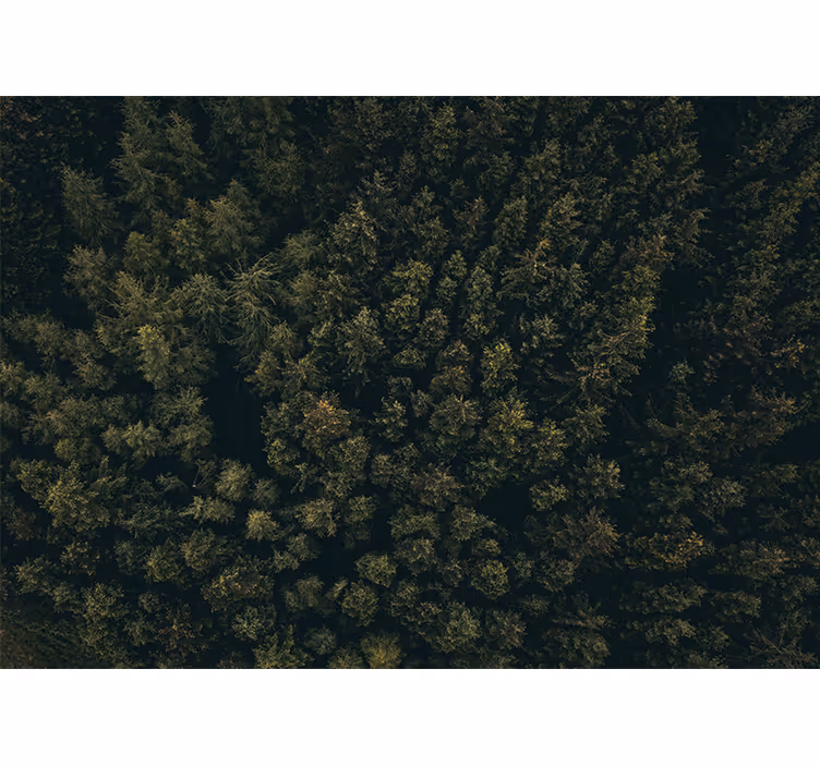 Natur fototapet frodig grønne kroner - TenStickers