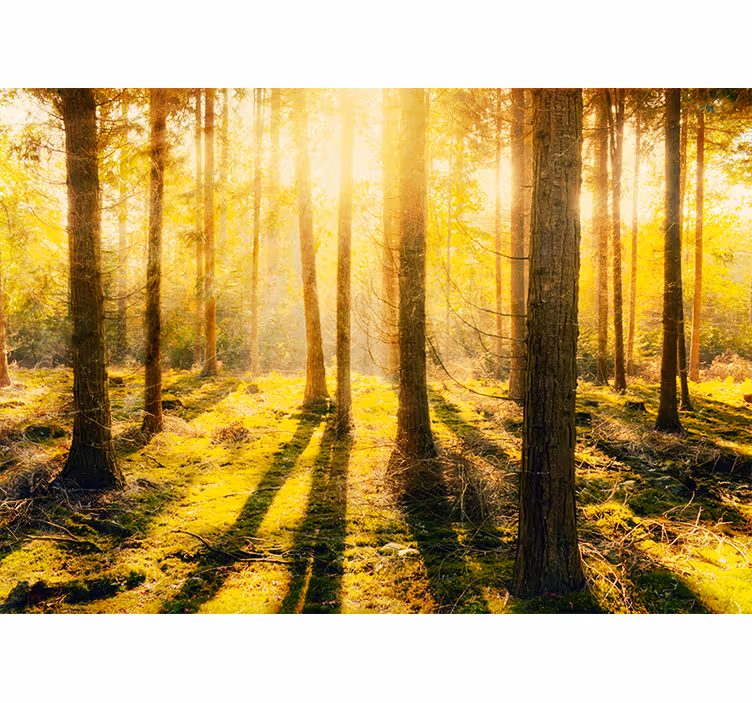 Fantastisk solnedgang i birkeskov fototapet - TenStickers