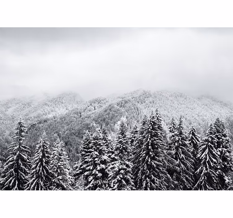 Natur fototapet vinterligt skovlandskab - TenStickers