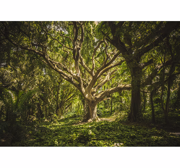 Grøn fortryllet skov natur fototapet - TenStickers