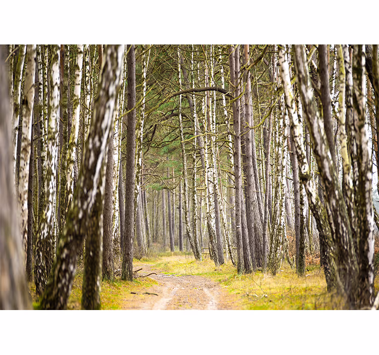 Fototapet skov fredfyldt skovsti - TenStickers