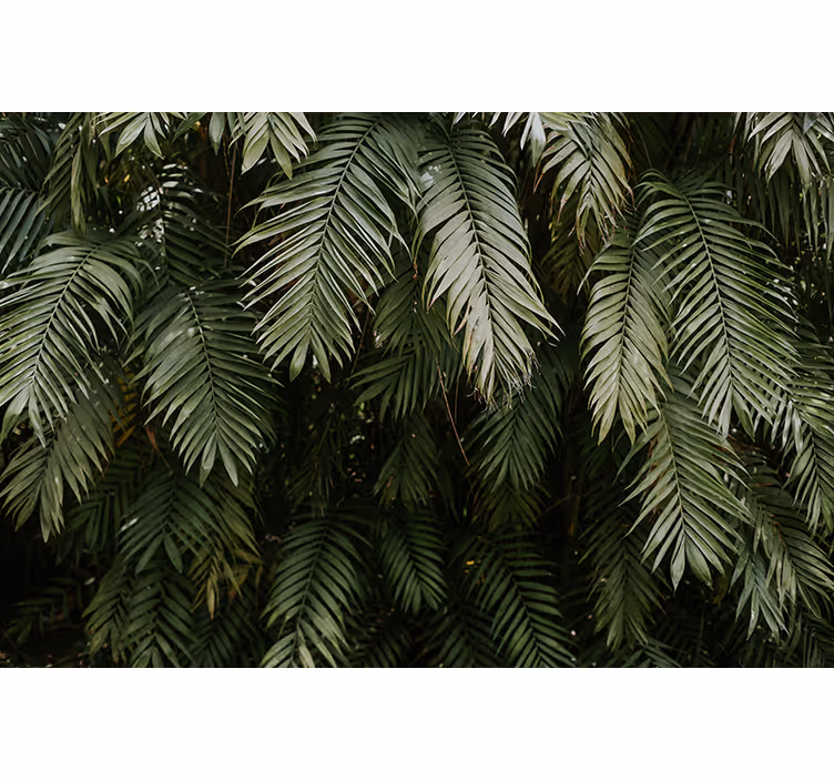 Grønne palme blade tekstur fototapet natur - TenStickers