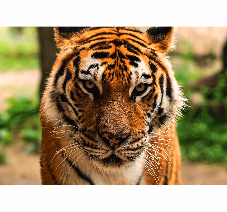 Truende tiger ser fremad fototapet med dyr - TenStickers