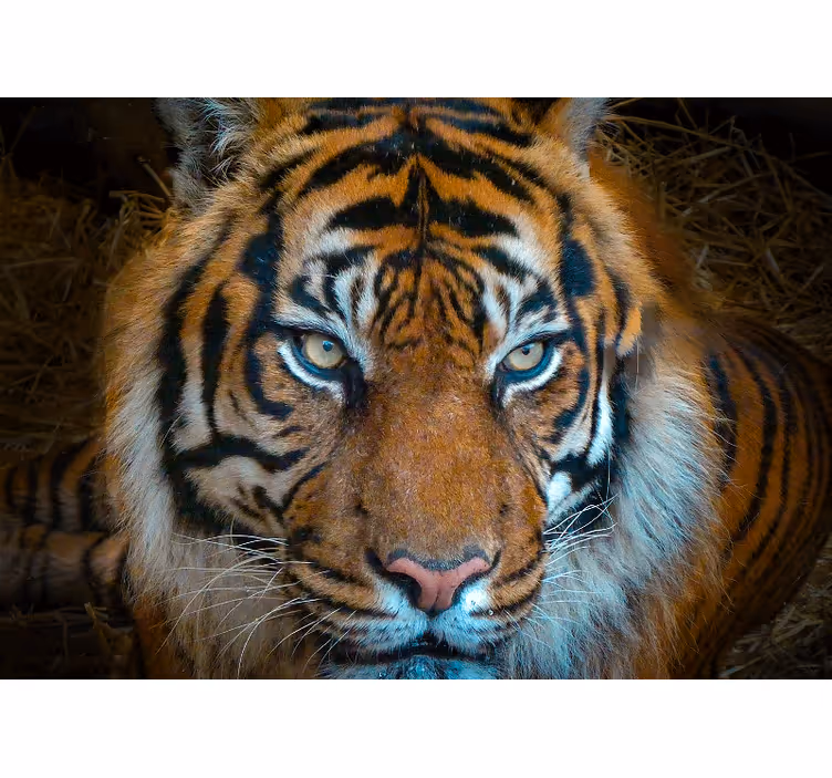 Rolig og truende tiger fototapet med dyr - TenStickers