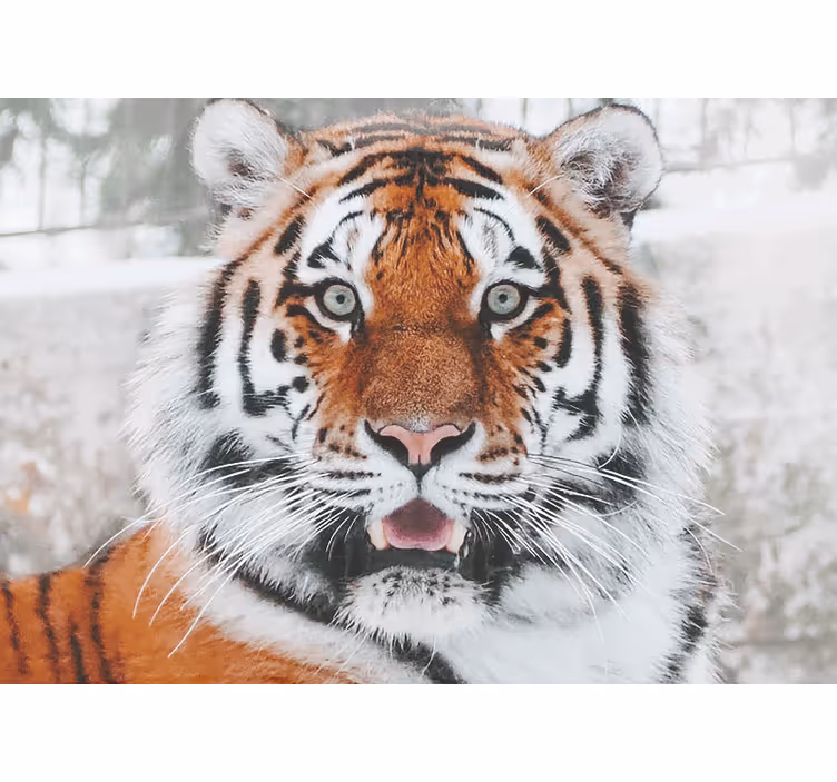 Fototapet dyr regal tiger fremstilling - TenStickers