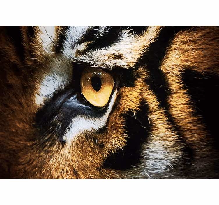 Intenst tigerblik fototapet dyr - TenStickers