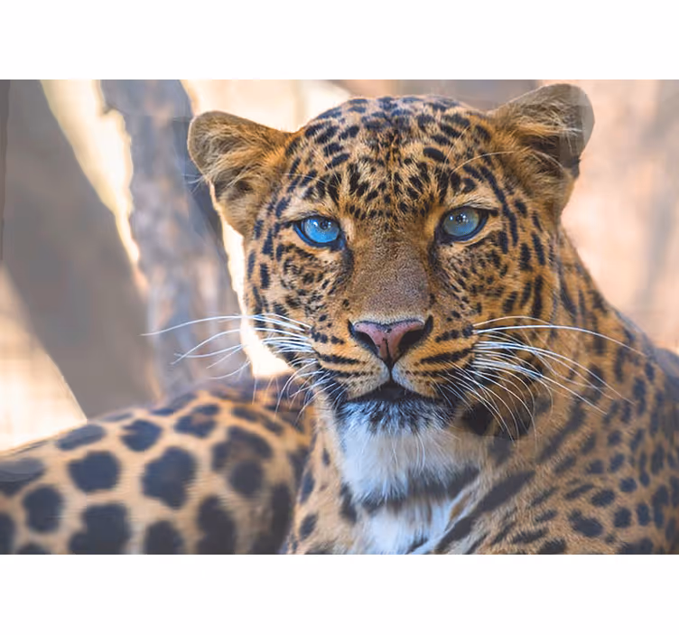 Smukke kvindelige tiger ser på dig fototapet med dyr - TenStickers