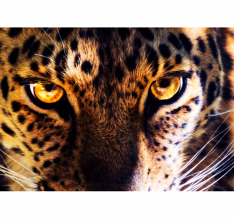 Løve fototapet regal leopard stirre - TenStickers