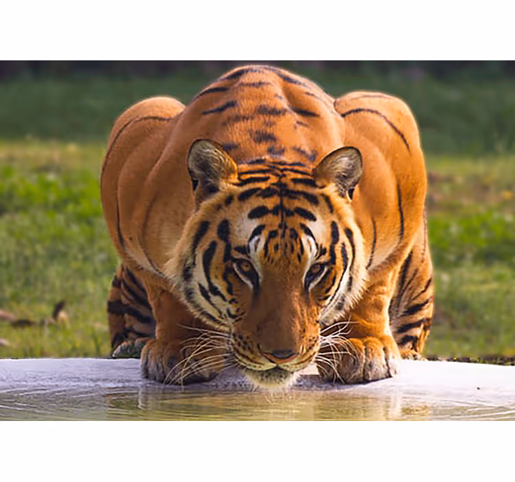 Truende tiger drikkevand fototapet med dyr - TenStickers