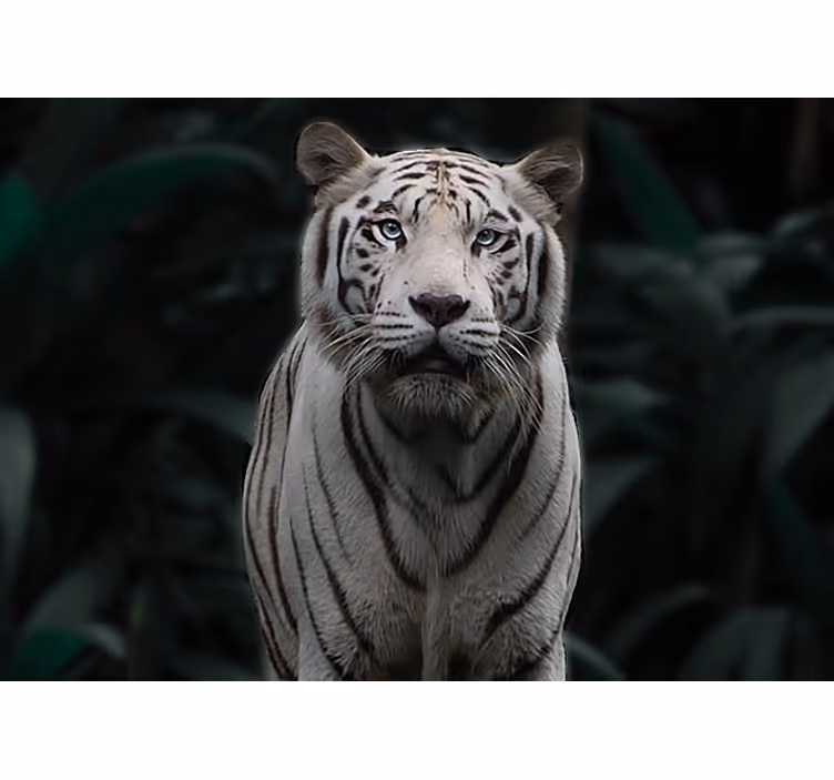 Fototapet dyr regal hvid tiger - TenStickers