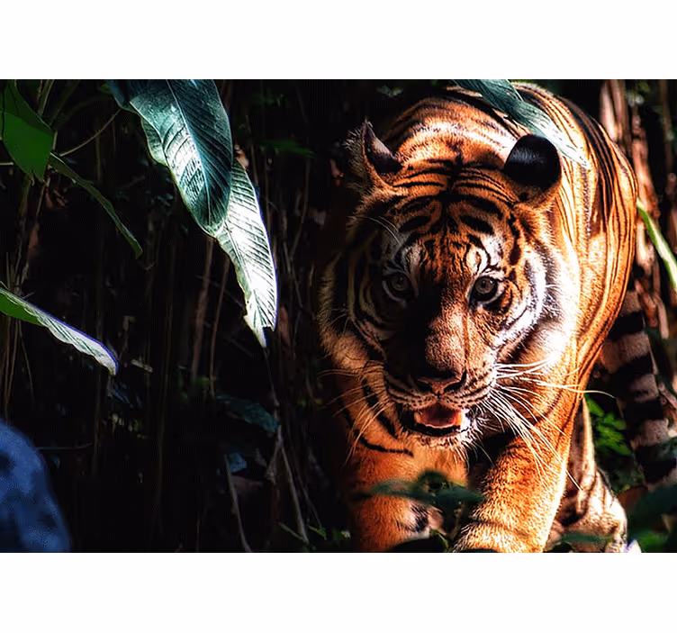 Gående tiger i junglen fototapet med dyr - TenStickers