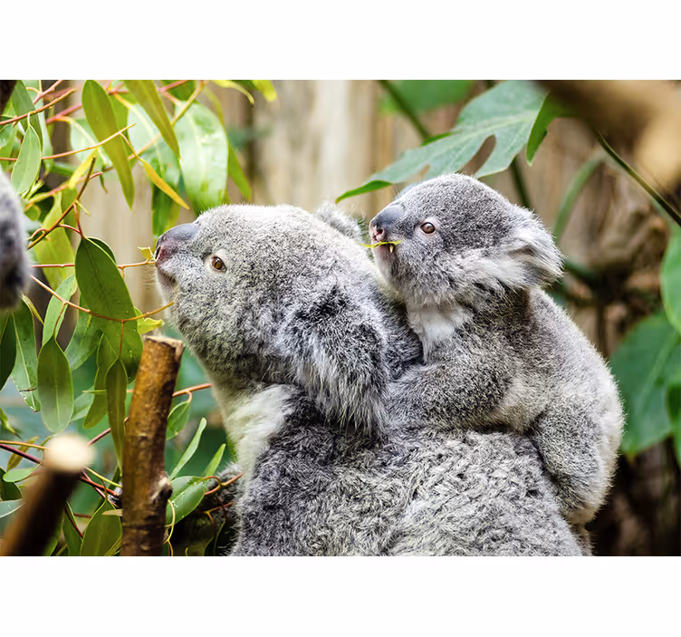 Fototapet dyr koalaer på træ - TenStickers