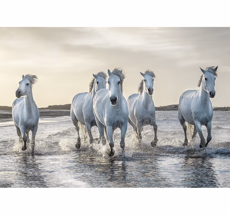 Fototapet dyr galopperende hvide hingste - TenStickers