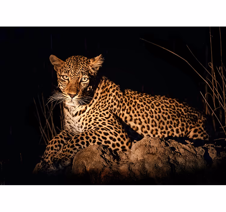 Leopard i søgelyset fototapet elefant - TenStickers