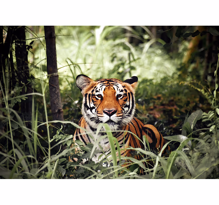 Fototapet dyr regal tiger oplevelse - TenStickers