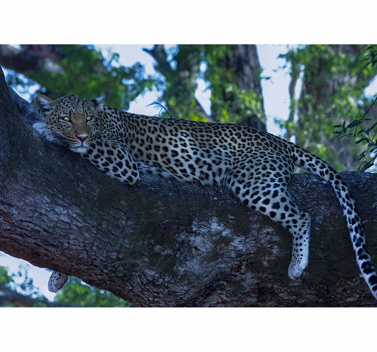 Leopard liggende i et mørkt træ fototapet med dyr - TenStickers