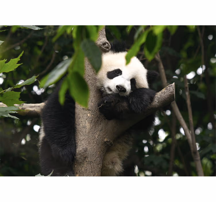 Søde baby panda bjørne fototapet med dyr - TenStickers