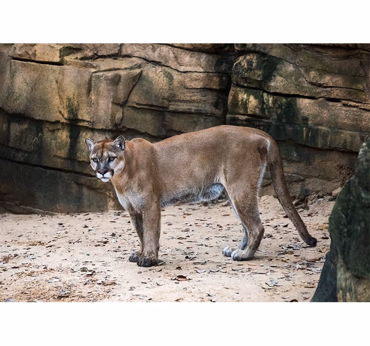Florida panter i junglen fototapet med dyr - TenStickers