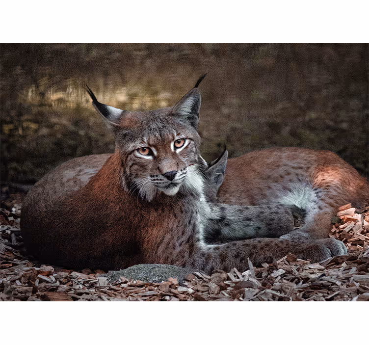 Fototapet dyr lynx sovende par - TenStickers