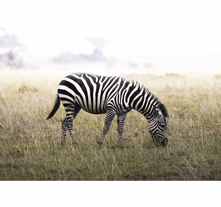 Fototapet dyr zebra græsser roligt - TenStickers