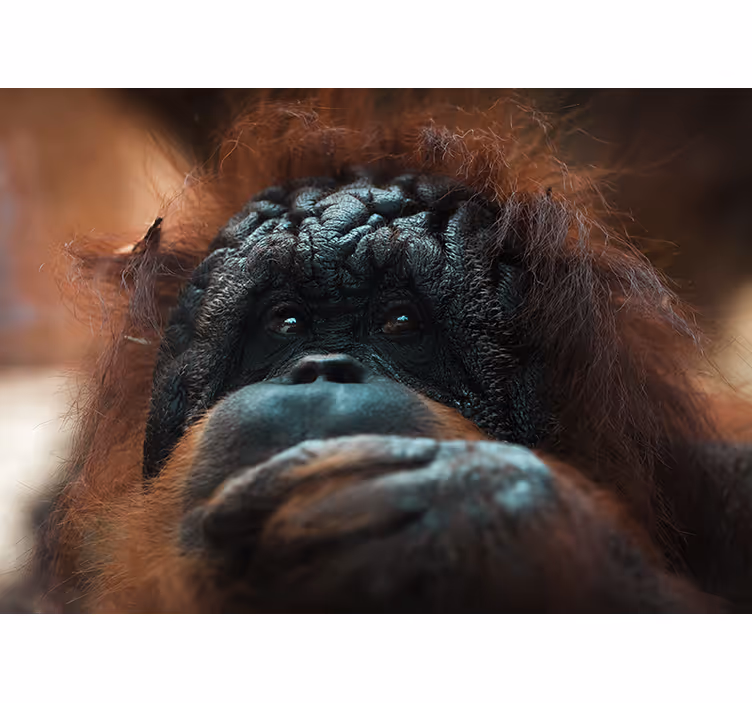Fototapet dyr orangutans eftertænksomme blik - TenStickers