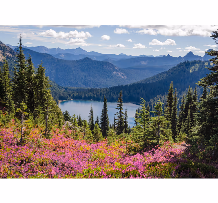 Skov med solskinsblomster natur fototapet - TenStickers