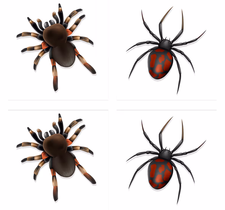 Realistisk edderkop halloween coaster - TenStickers