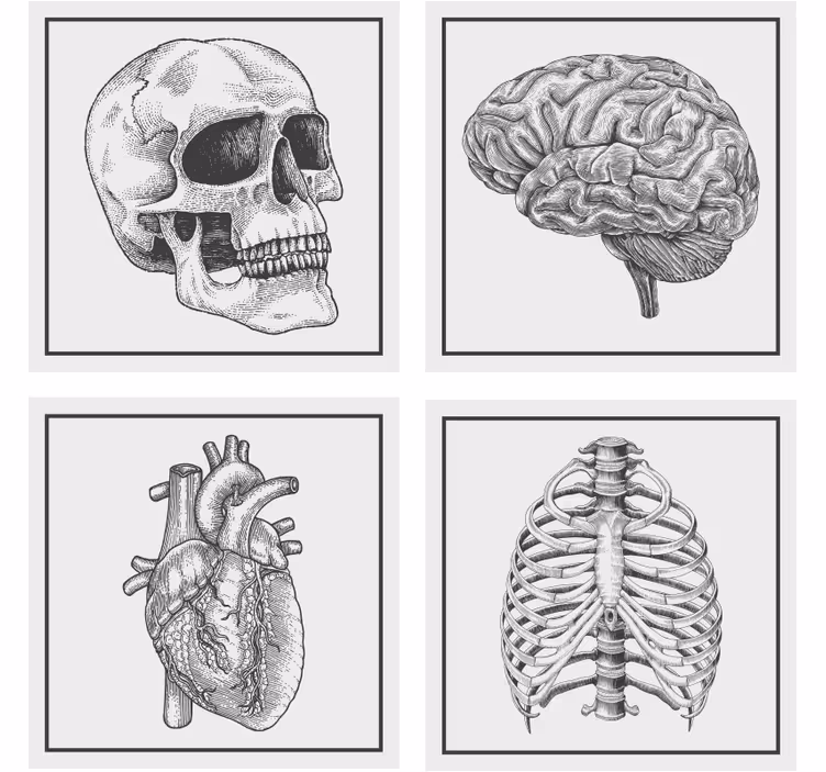 Skør coaster anatomisk kranium hjerne hjerte skelet - TenStickers