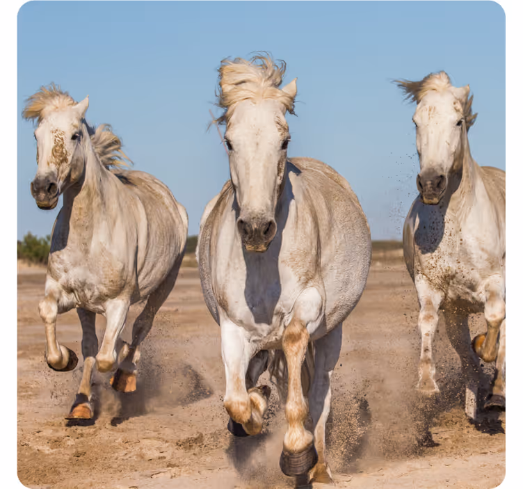 Moderne coaster galloperende hvide heste - TenStickers