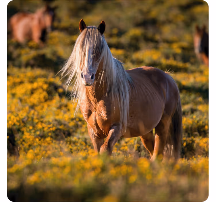 Moderne coaster med majestætisk hest i mark - TenStickers