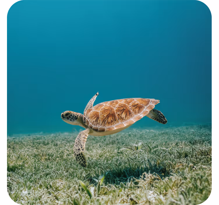 Baby skildpadde svømning moderne coaster - TenStickers