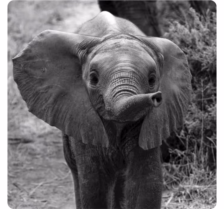 Baby elefant moderne coaster - TenStickers