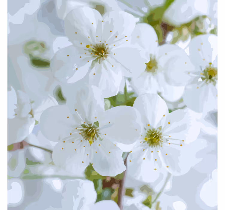 Coaster delikate kirsebærblomster - TenStickers