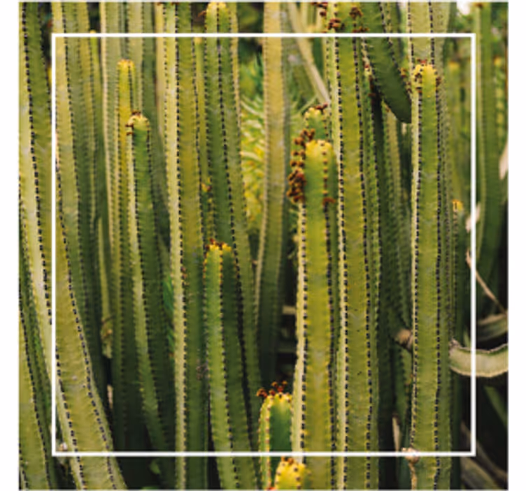 Cactus texture surface coaster - TenStickers