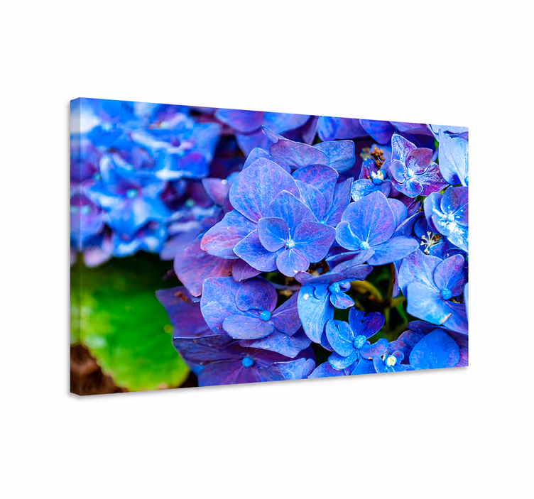 Blåt billede med hortensia blomster - TenStickers