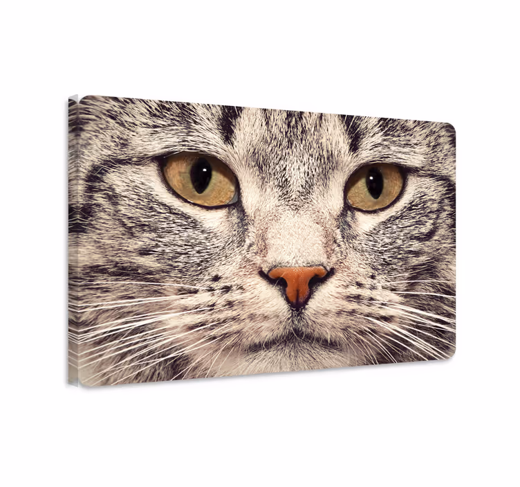 Katte lærredsbillede med katte ansigt laptop klistermærke - TenStickers