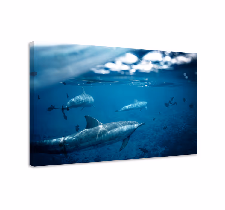 Fisk lærredsbillede delfiner og fisk - TenStickers