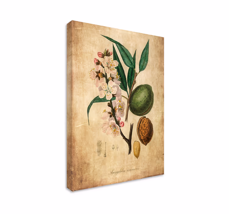 Botanisk illustration blomster og planter lærredsbillede - TenStickers
