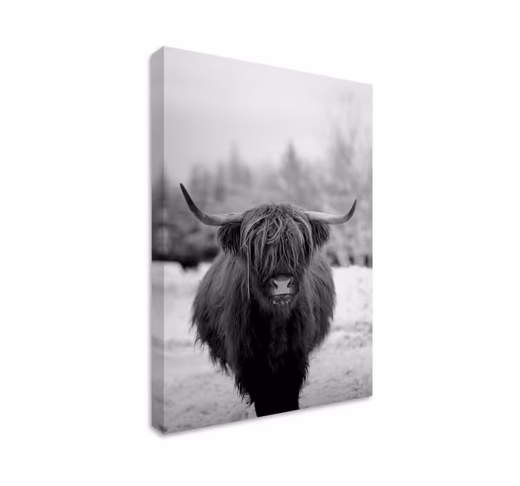 Highland ko dyr lærred udskrifter - TenStickers