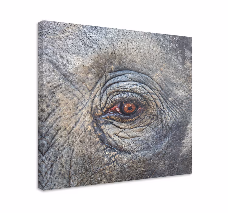 Elefant øje tæt på lærred - TenStickers