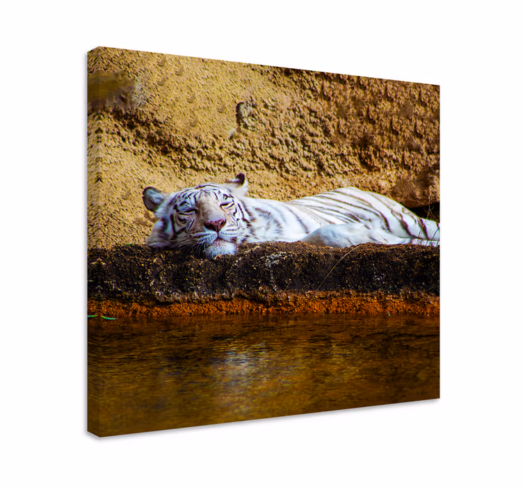 Dyre billeder på lærred sover hvid tiger - TenStickers