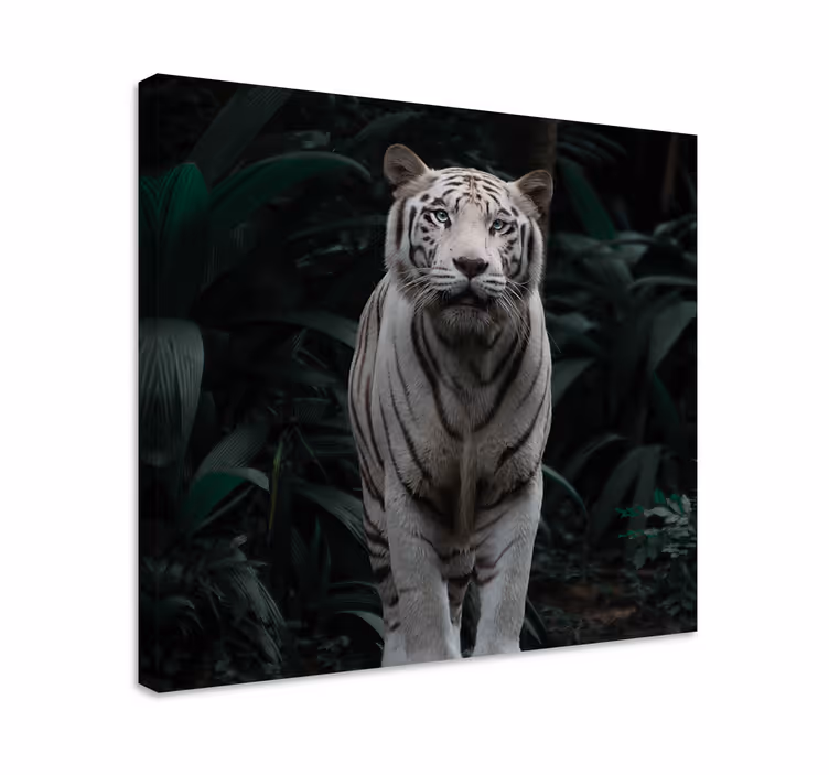 Hvide tiger dyr lærred udskrifter - TenStickers