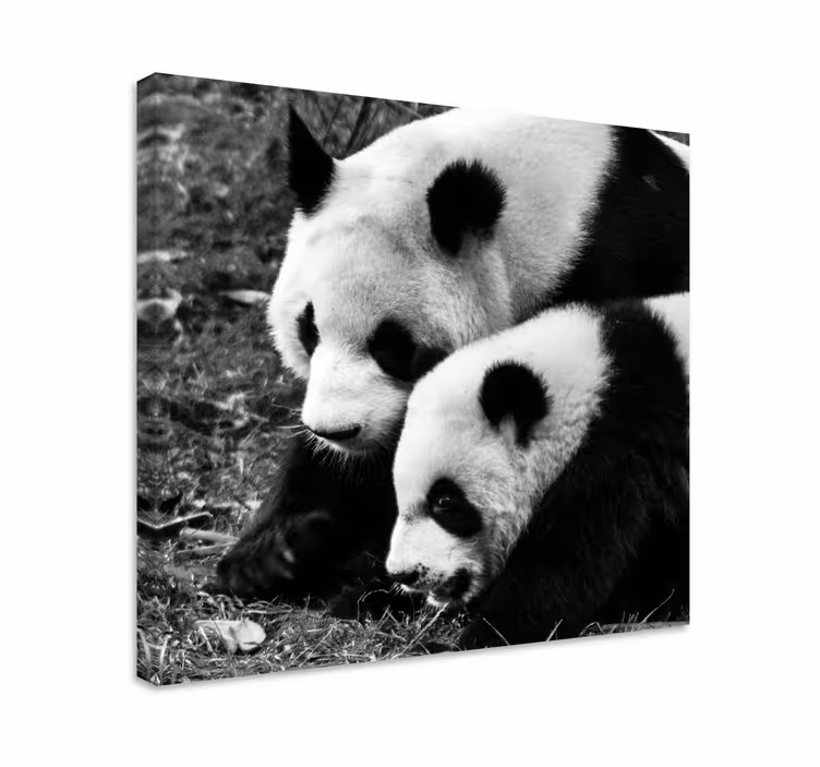 Dyre billeder på lærred panda par omfavnelse - TenStickers