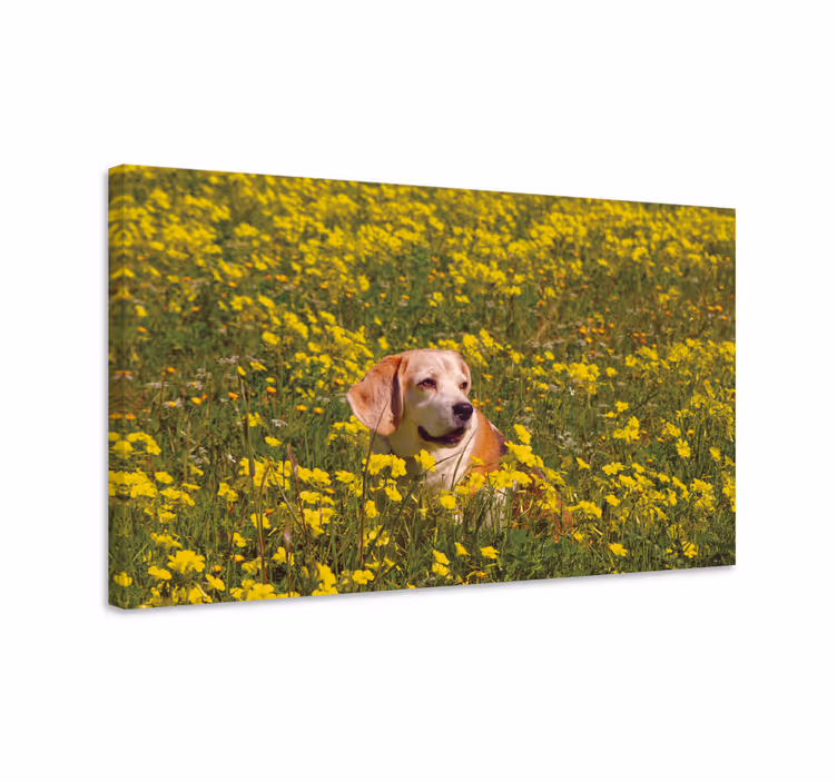 Hunde lærredsbillede glad hund i naturen - TenStickers