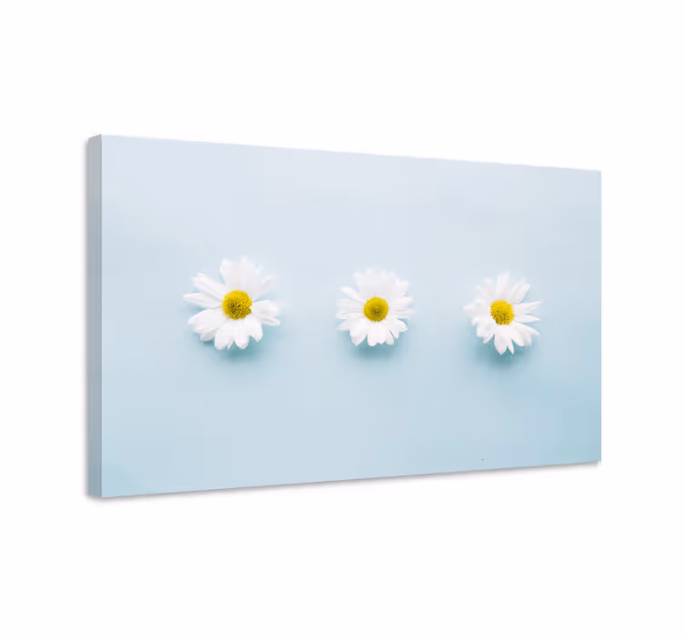 Trio af tusindfryd blomster og planter lærredsbillede - TenStickers