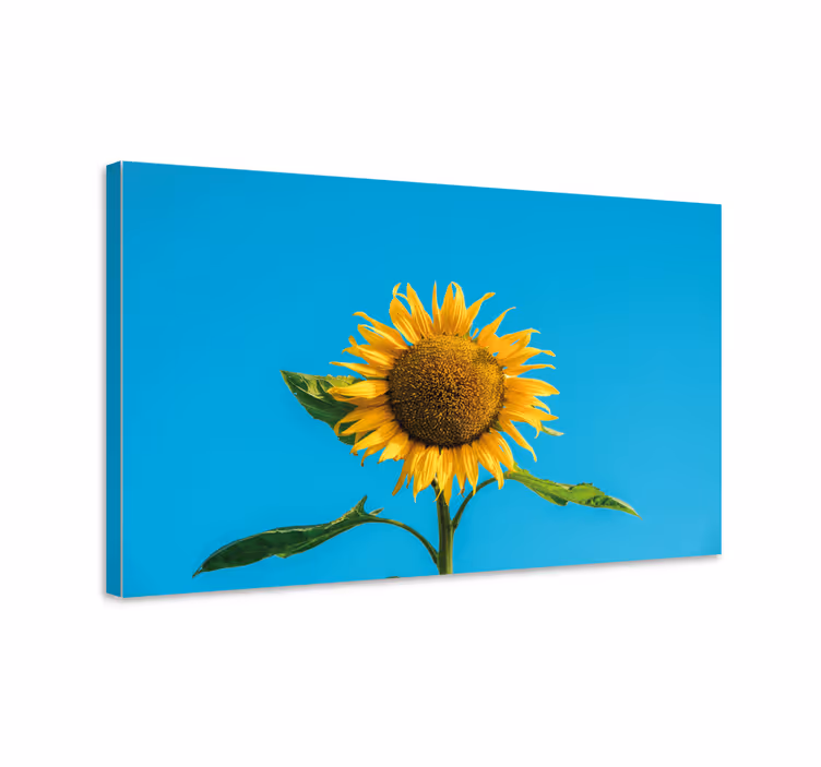 Blomster og planter lærredsbillede strålende solsikke - TenStickers