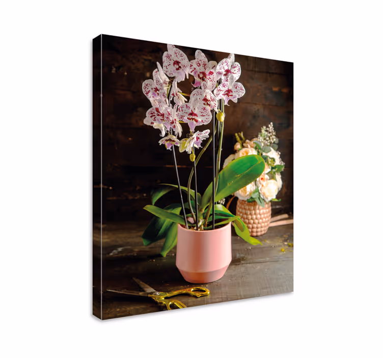 Orkidé arrangement blomster og planter lærredsbillede - TenStickers