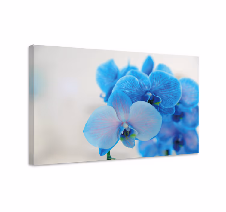 Blå orkidé blomst blomster lærred - TenStickers