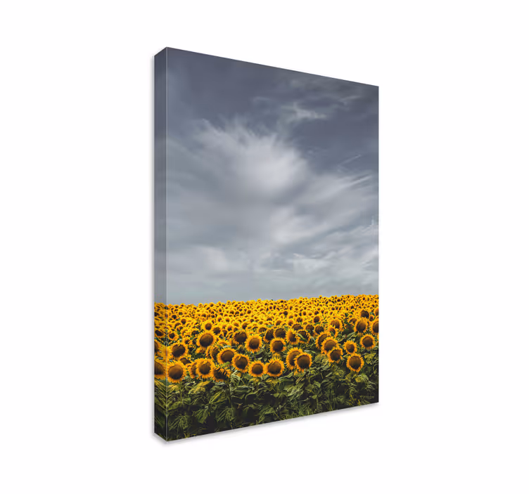 Blomster og planter lærredsbillede solsikkemark - TenStickers