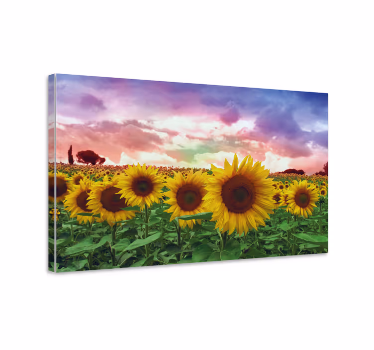 Pulserende solsikkemark blomster og planter lærredsbillede - TenStickers